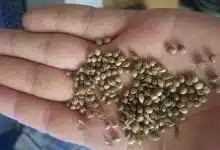 זרעי קנאביס (נטיעות גרילה - פעילים נוטעים קנאביס במרכז הארץ)